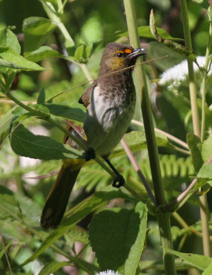 Tips Memilih Bakalan Dan Merawat Burung Rengganis Jbbkicau