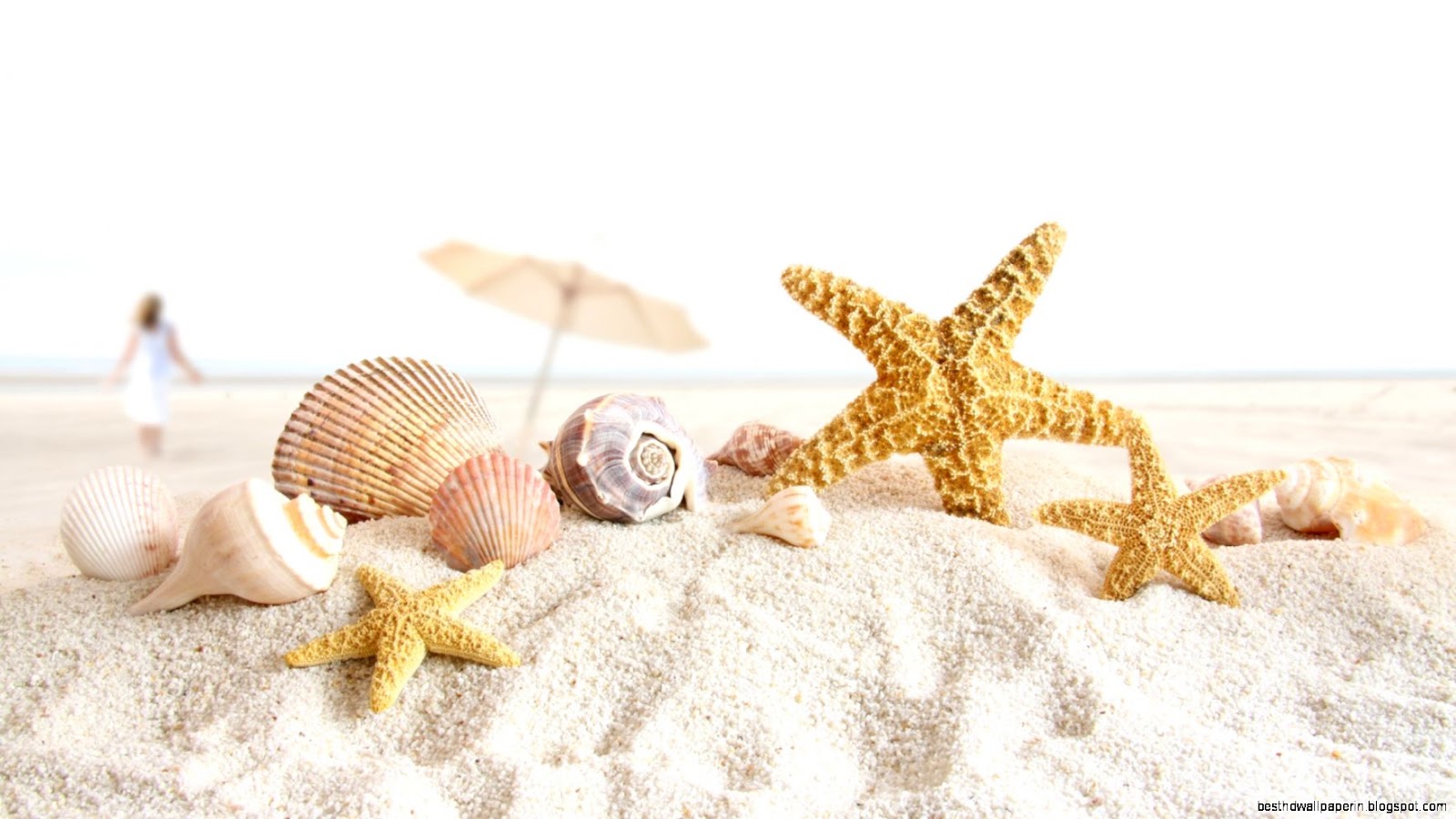 Beach Shells and Starfish