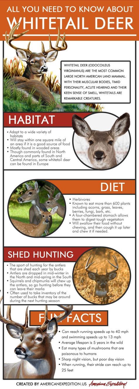 A Dixie Lady Deer Hunter Deer Facts a-dixie-lady-deer-hunter-deer-facts