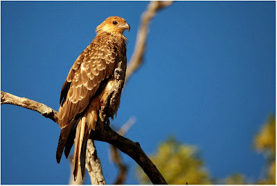 Whistling Kite