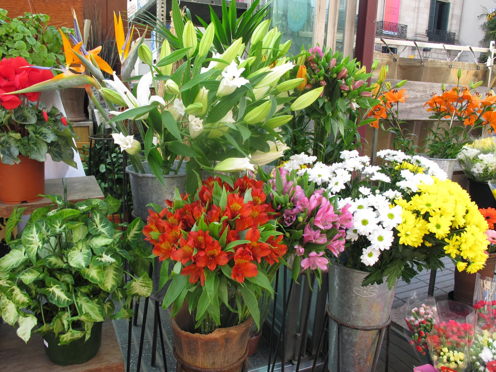 Sentir con Flores de Bach - Pilar Vidal Clavería: febrero 2014