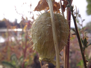 DSCF1177.JPG