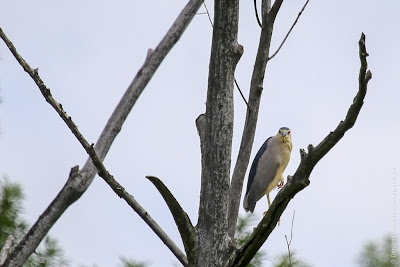 Кваква (Nycticorax nycticorax)