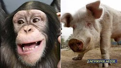 Το ανθρώπινο είδος είναι το αποτέλεσμα του ζευγαρώματος αγριογούρουνου και θηλυκών χιμπατζήδων, την υπόθεση αυτή ανέφερε  πρόσφατα ένας από...
