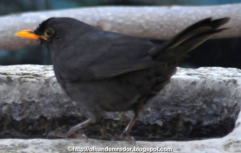 olhandemredor Melro preto de bico amarelo