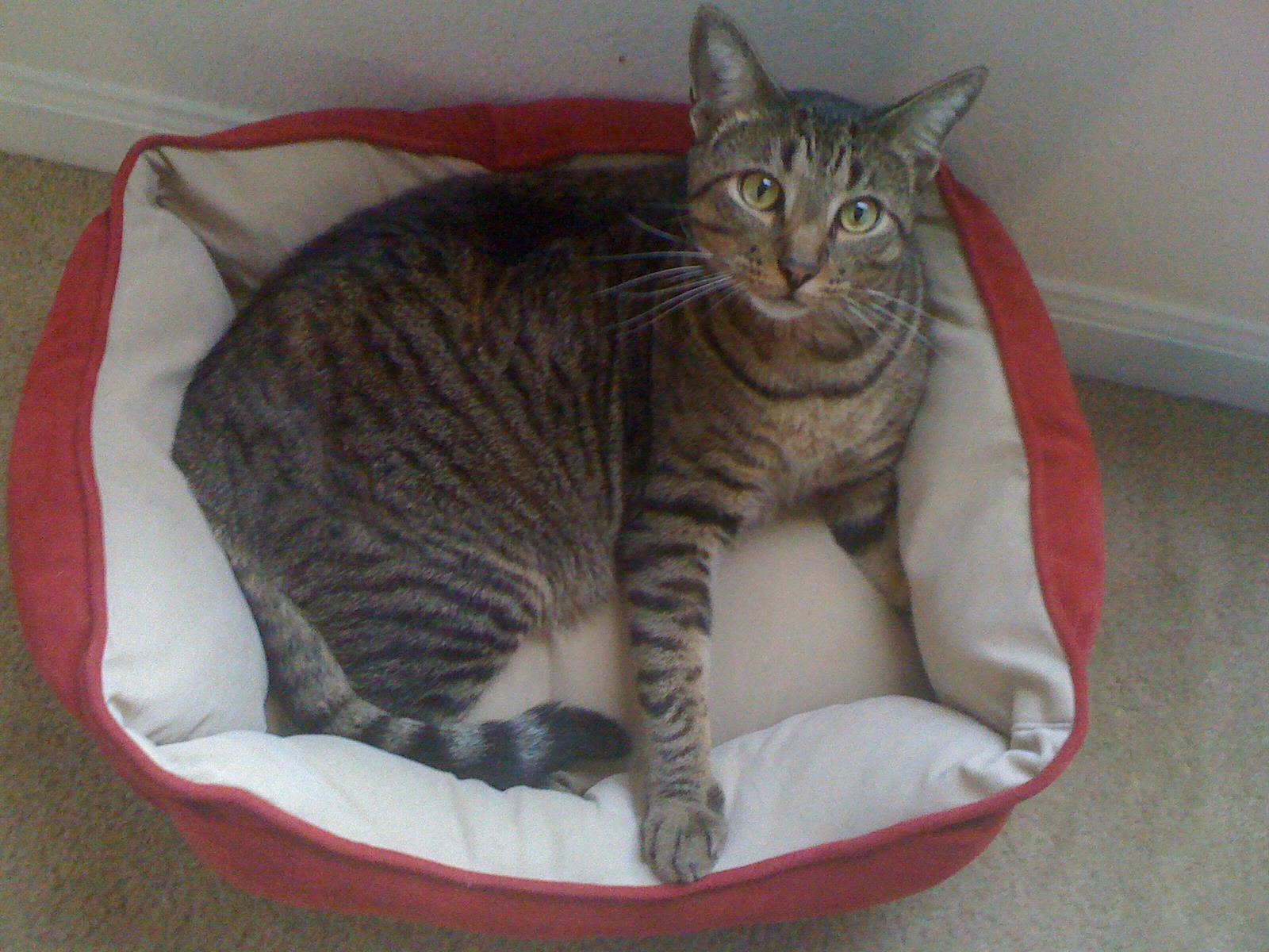 U.S.A L.A Why I speak to my cat in Portuguese