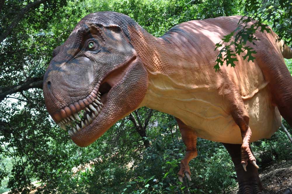 Funny Image Gallery: Dinosaur Wikipedia the free encyclopedia Funny Image Gallery: Dinosaur Wikipedia the free encyclopedia