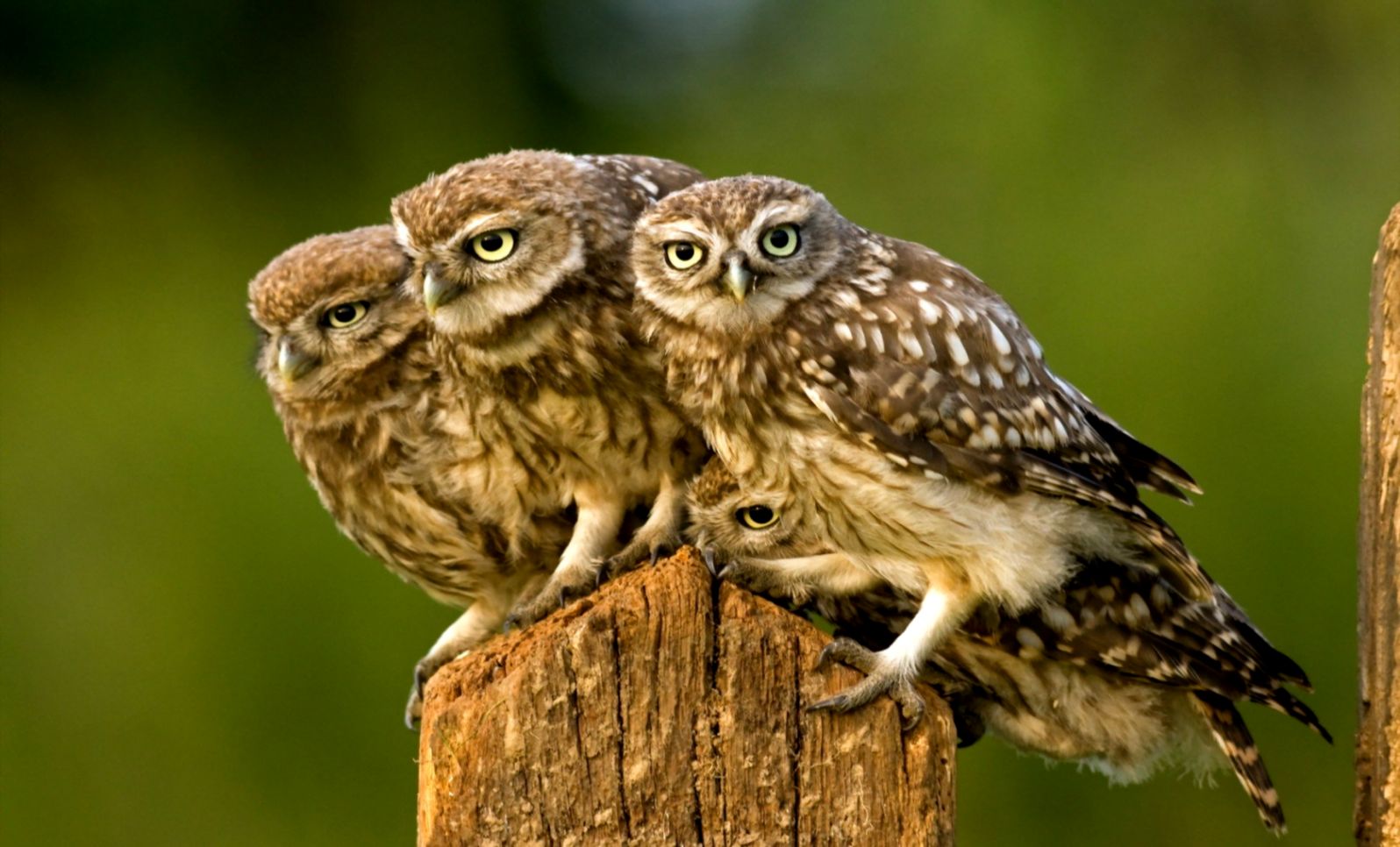 Owl Bird Nature Landscape HD POSTER