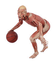 Sugestões para o fim de semana: Exposição real bodies Sugestões para o fim de semana: Exposição real bodies