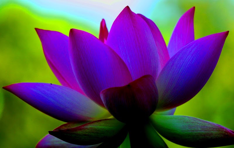 A purple lotus flower representing Jing Qi and Shen which are the three treasures of the human body