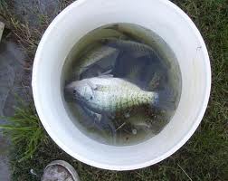 a bucket full of live fish