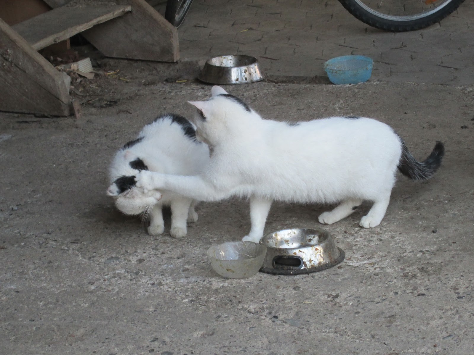 Brown Rosetted Bengal Kätzchen
