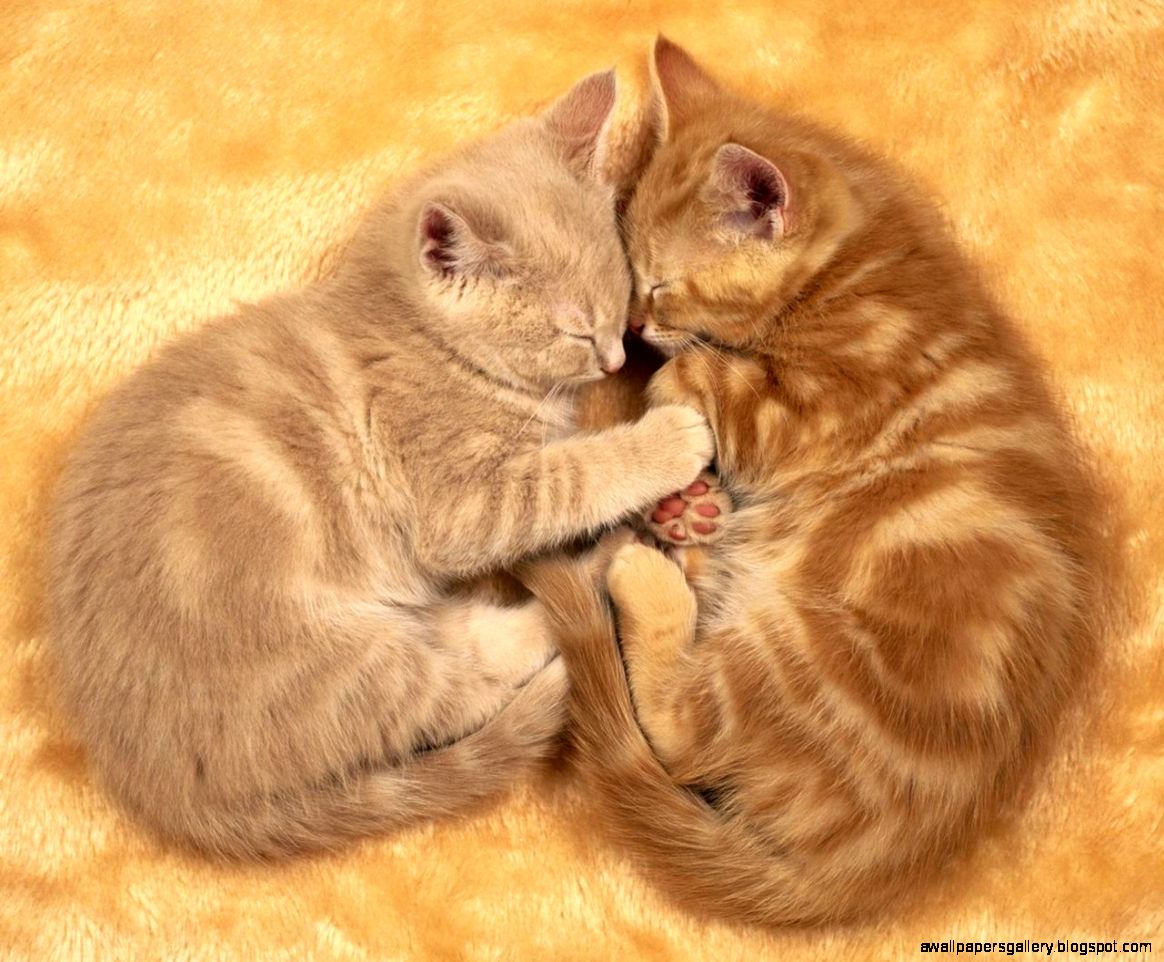 Cute Cat Sleeping Desktop Wallpapers 7047   Amazing Wallpaperz