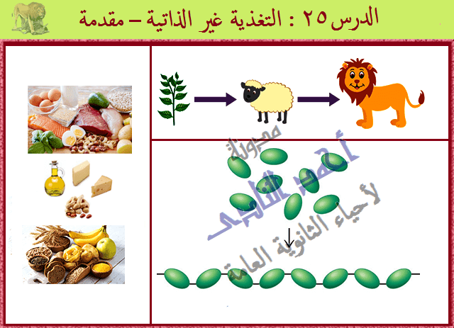 اي مما يلي يعد كائن ذاتي التغذيه