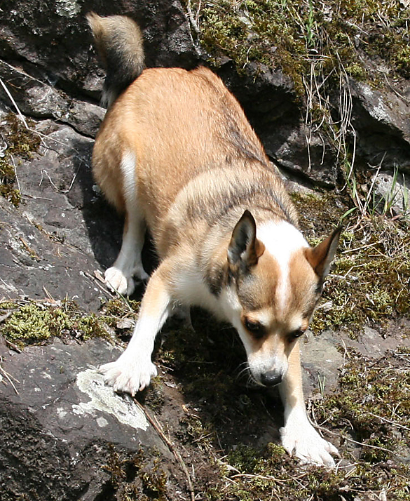 Norwegian Dog Breeds Dog Breeds