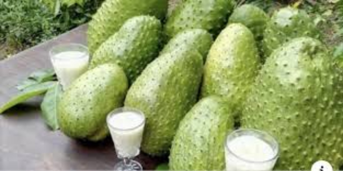 ASÍ SE PREPARAR EL TÉ DE HOJAS DE GUANÁBANA PARA MATAR LAS CÉLULAS DEL