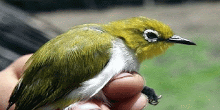 pleci pilek atau flu pleci pilek, pleci flu