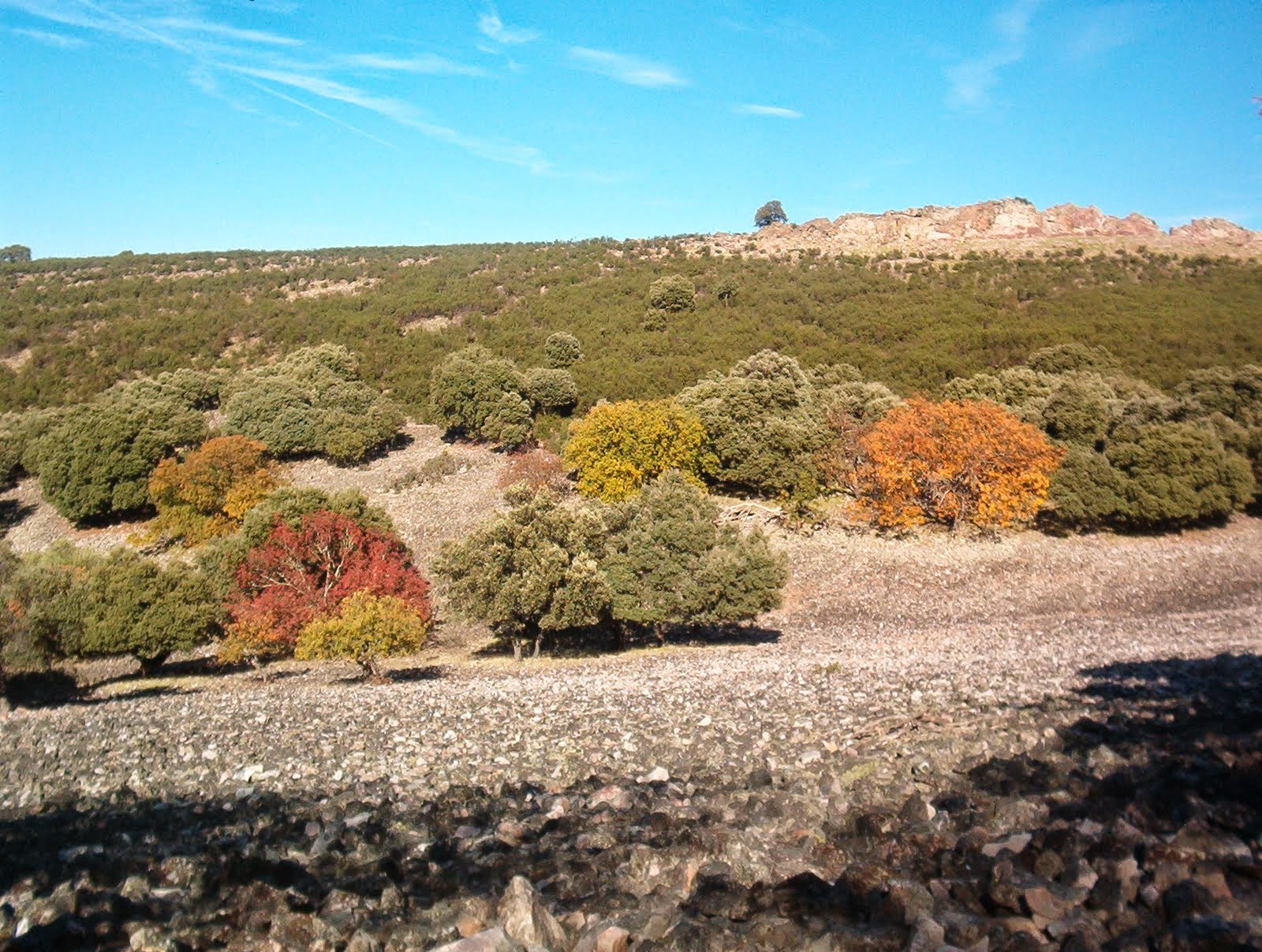 Arroba de los Montes: LAS MACUCAS, TUBERCULO COMESTIBLE EN ARROBA DE ...