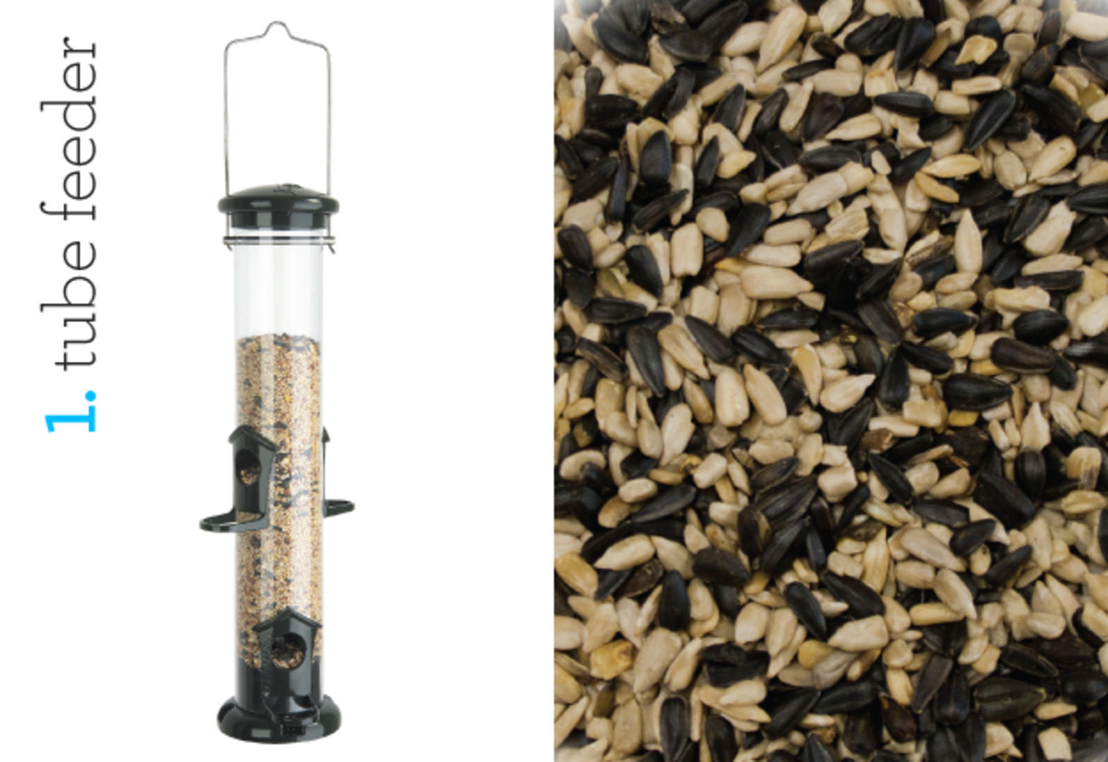 Bird In Everything Types Of Bird Seeds