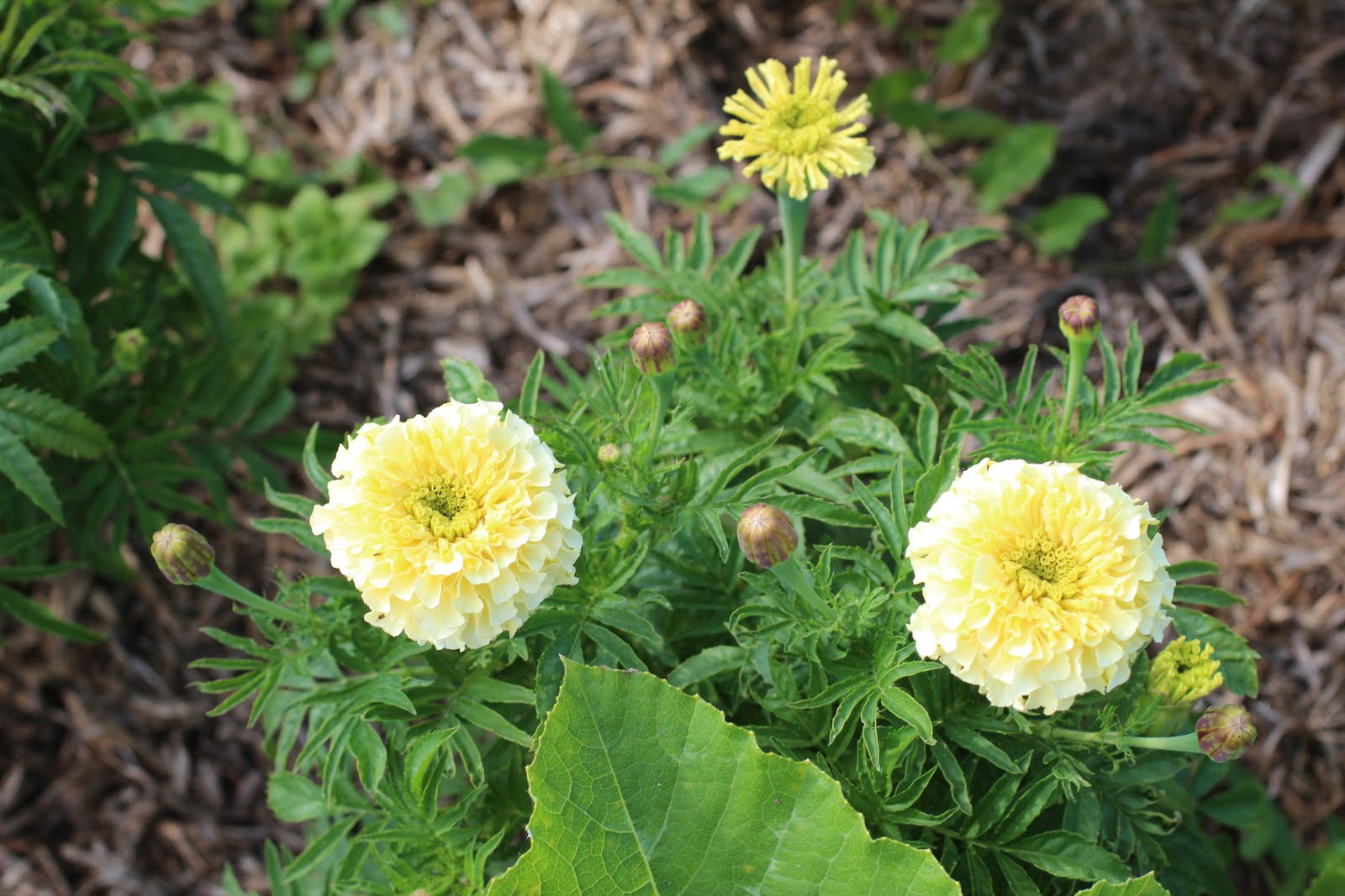 Florez Nursery Marigolds from seed
