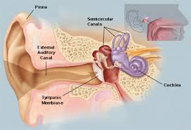 Ear Infections and Treatment