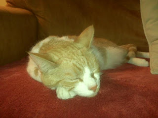 >'Swatting' a high-tech trend in 911 hoaxes chiil+cat