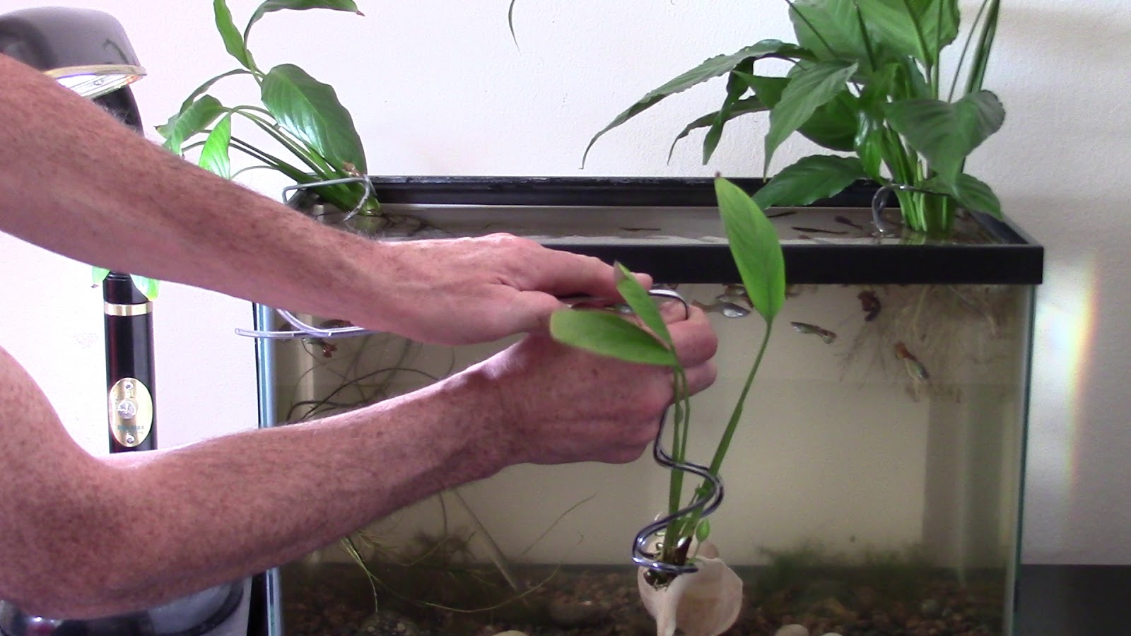 Random Bits Aquarium plant holder of wire hanger