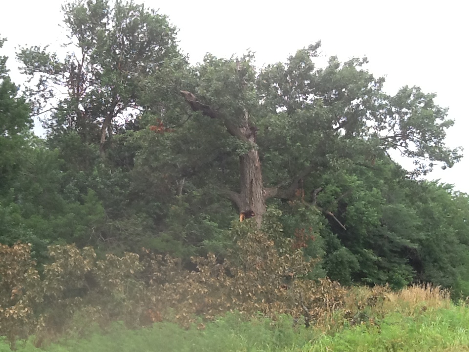Observations in Agriculture Snag Trees