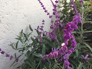 patio con flores