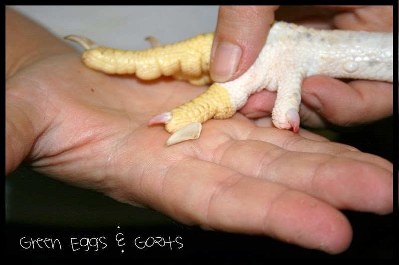 chicken foot broth Green Eggs & Goats
