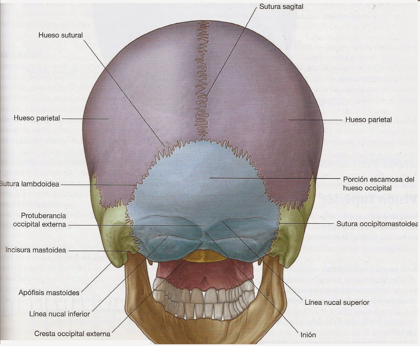 Между теменной костью и затылочной. Кости черепа затылочная кость. Затылочная кость черепа анатомия.