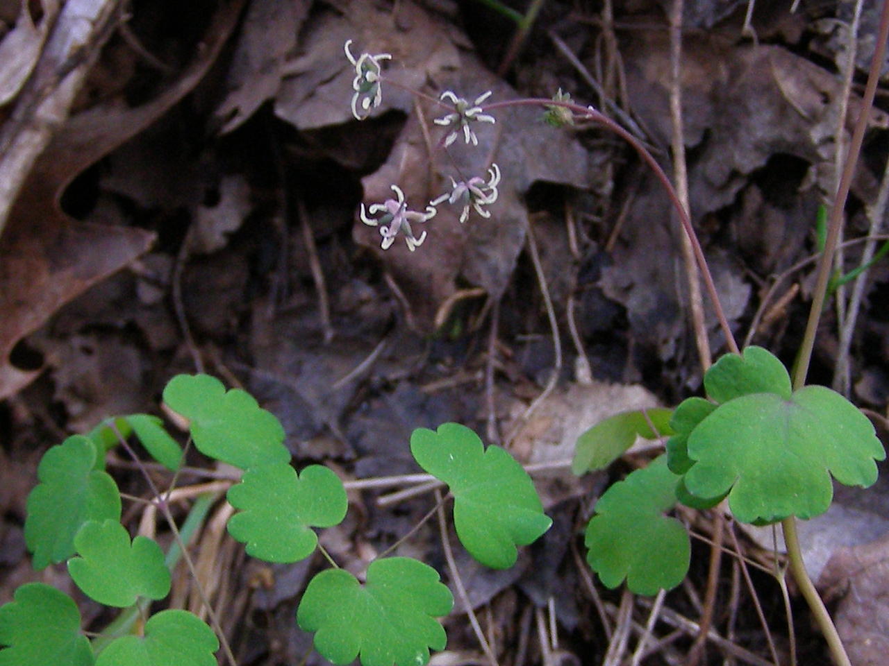 Blue Jay Barrens Early Meadow Rue