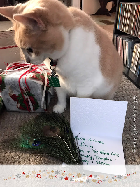 Real Cat Webster with the feathers & card from Patty and the Farm Cats
