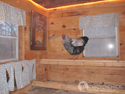chicken coop light chick supplemental inside why should lights christmas chickens coops rope string backyard need timer solar run electronic