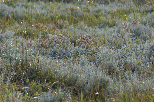 Wiesmoor Info Jugendtag Ostfriesland