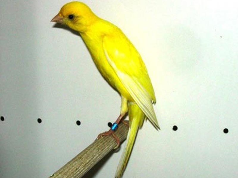 Mengenal Keindahan Kenari Scotch Fancy: Panduan Lengkap untuk Pemula Mengenal Keindahan Kenari Scotch Fancy: Panduan Lengkap untuk Pemula