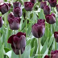 Share Knowledge Makna Bunga tulip Berdasarkan Warna 