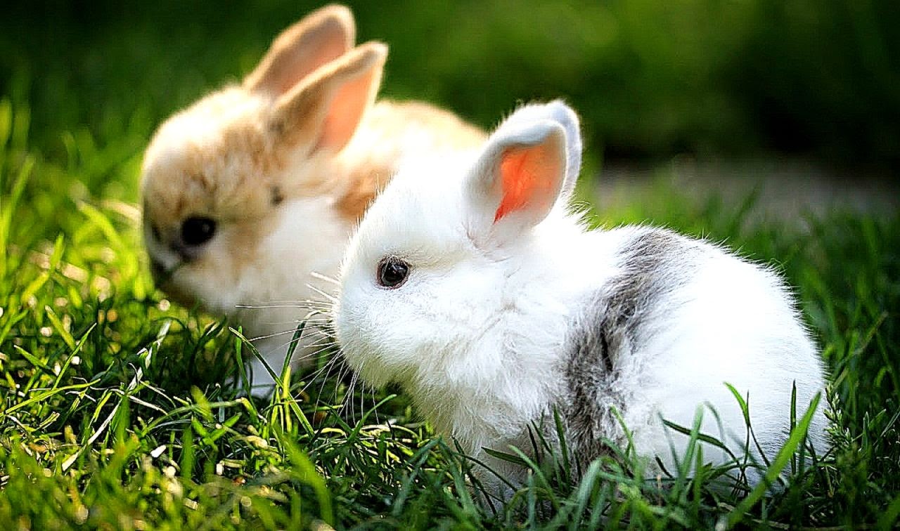 Download Cute Rabbit Wallpaper | Best HD Wallpapers