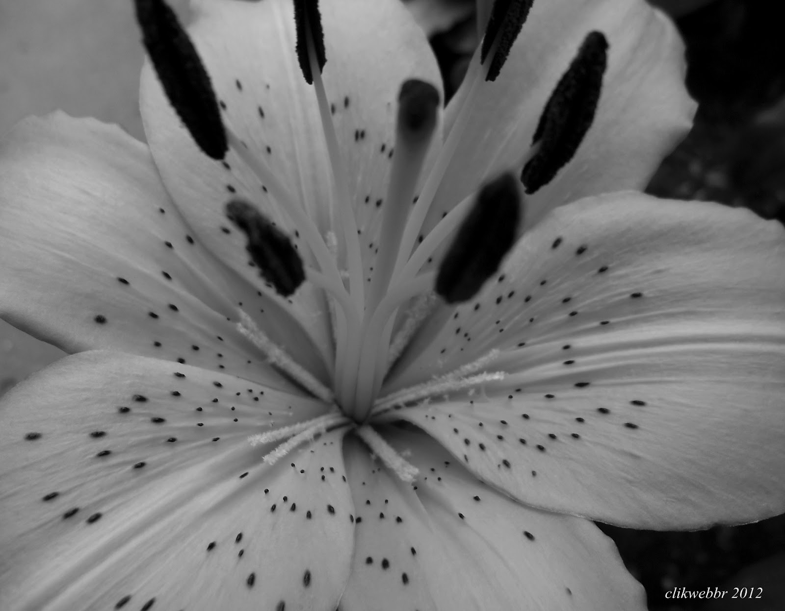 Mundo das Plantas Lírios, flores em preto e branco/ flowers in black and white!