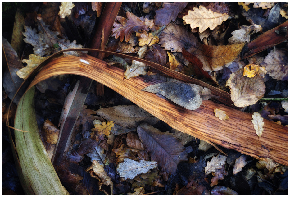 Hojarascas de tarija calendario de instantes: Hojarascas