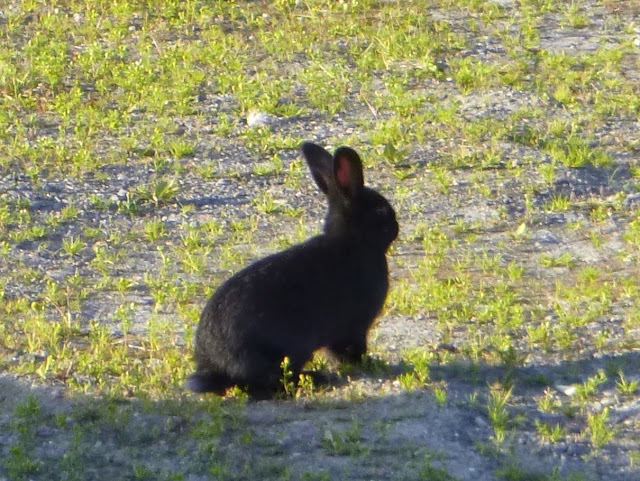 Detritus of Empire: The Mordor Bunnies of Alaska