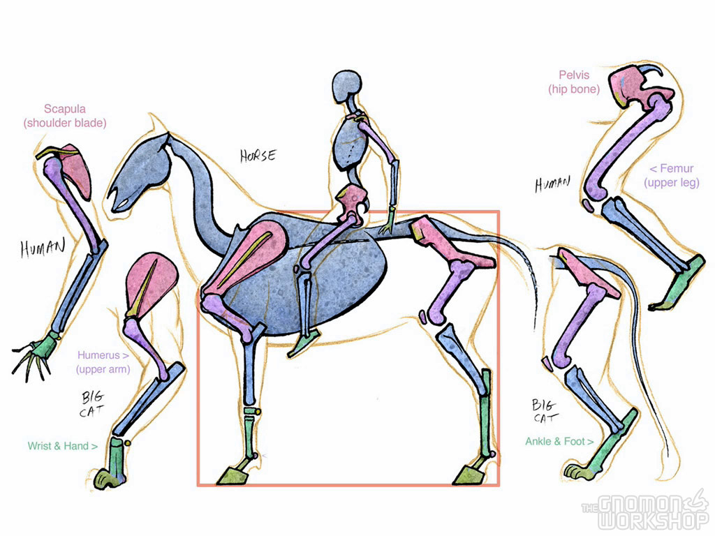 Reference Fiesta! : Comparative Anatomy