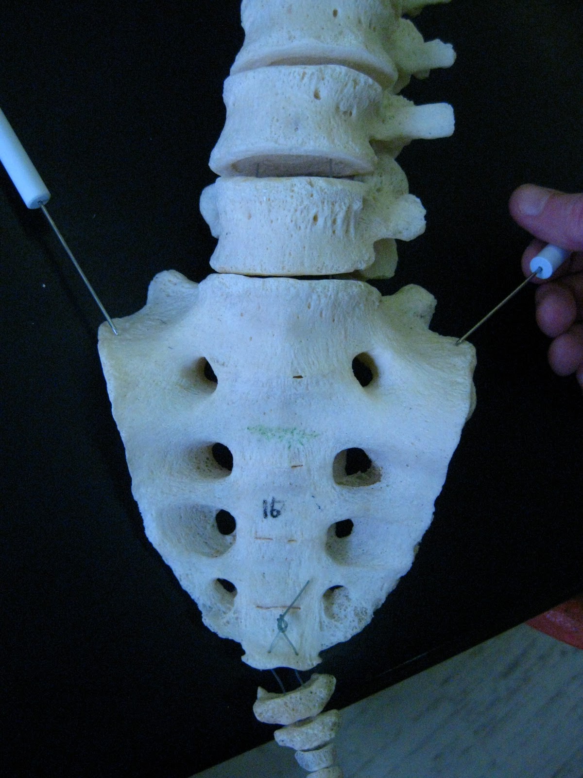 Boned: Human Skeleton - sacrum