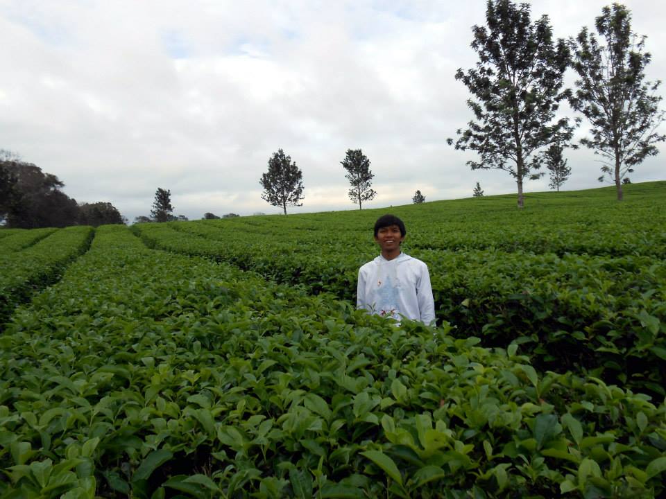 Kebun Teh Dan Air Terjun Bah Biak Simalungun