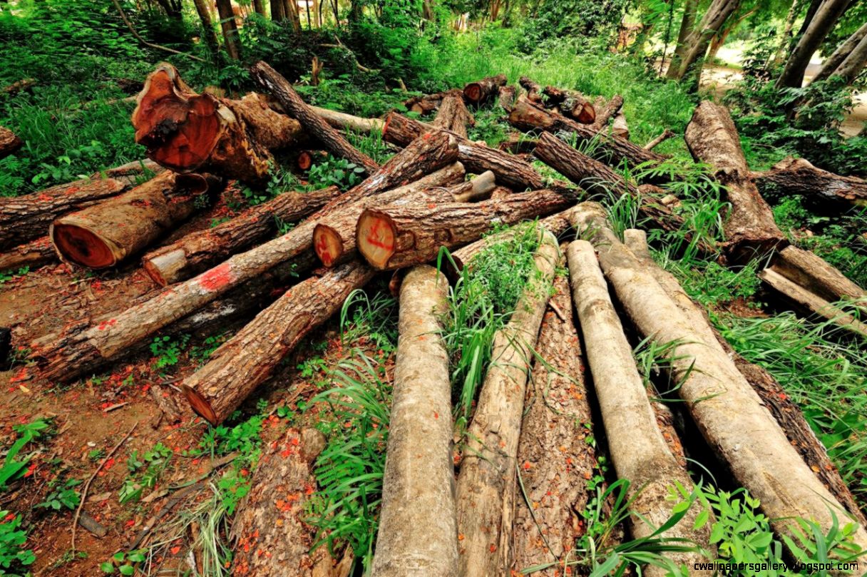 Deforestation Wallpapers Gallery