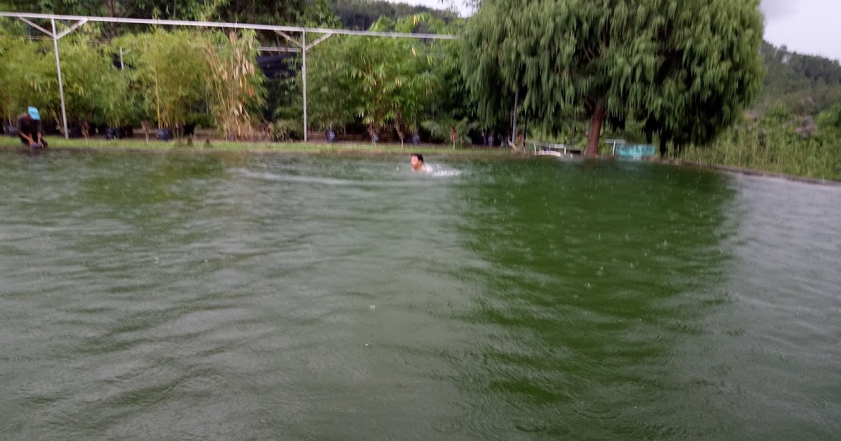 RIMBAH JAYA: contoh laporan magang