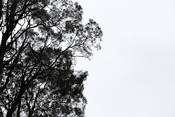 silhouette rainforest steps step gum tree walk