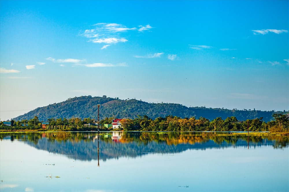 Cơn sốt mang tên “hoa muồng vàng”