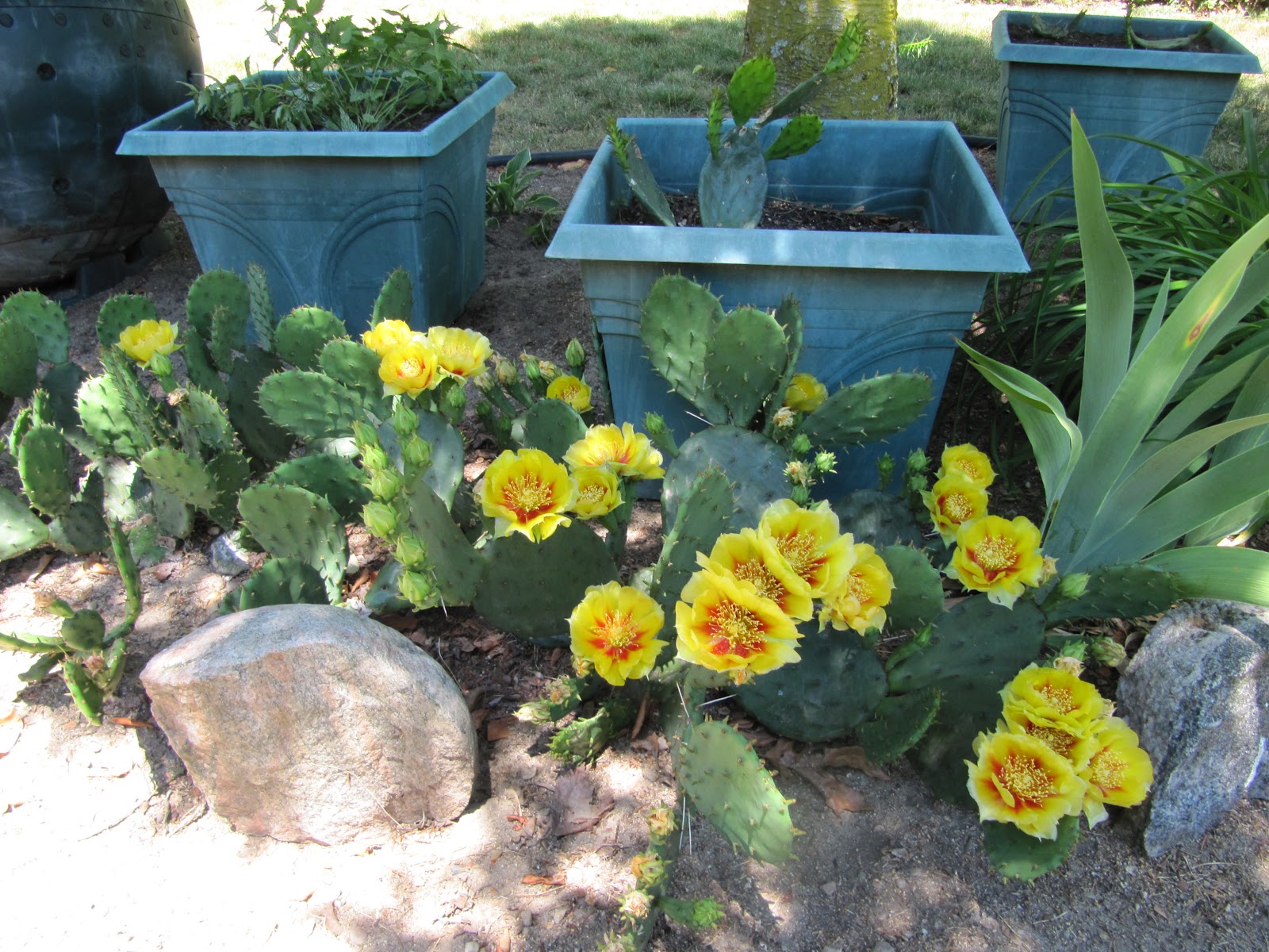 Mooki Mutterings Michigan cactus