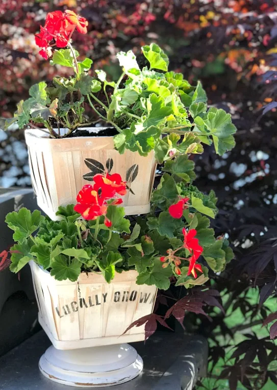 Tiered Tray Basket Planter for Geraniums.